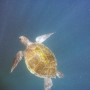 Tartaruga marinha